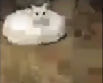 Muzlu