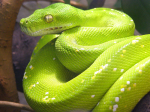 boomslang2002