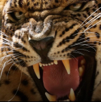 Poyraz753