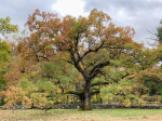 Oaks