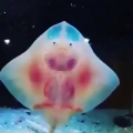 shiesty