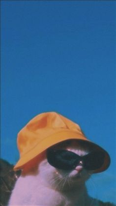 Nympha