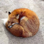 SweetFox
