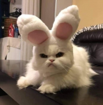 tavsanhnmck